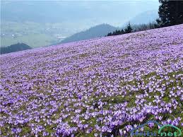 LONCMANOVA SIVKA – polja šafrana – 22.03.2026. – NOVI TERMIN